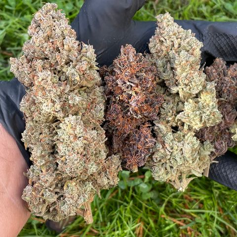 Mimosa Cake 🍰 4 - #1 - 42 Fast Buds growlog timeline photo