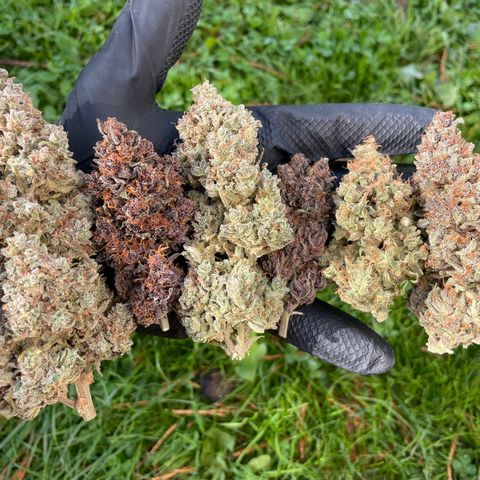 Mimosa Cake 🍰 4 - #1 - 42 Fast Buds growlog timeline photo