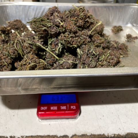 Purple Punch 🥊 1 - #1 - 42 Fast Buds growlog timeline photo
