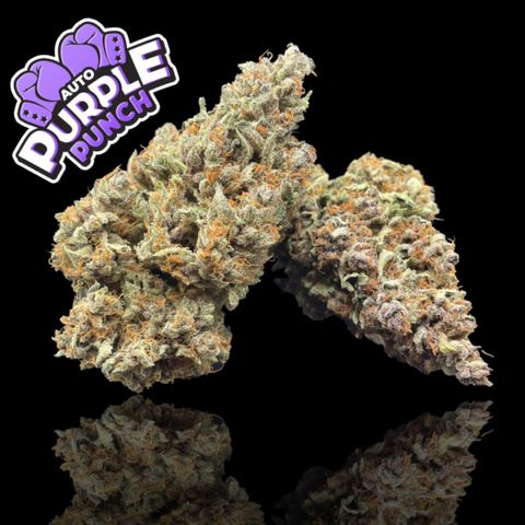 Purple Punch 🥊 4 - #1 - 42 Fast Buds growlog timeline photo
