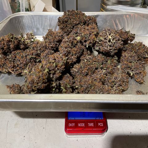 Purple Punch 🥊 2 - #1 - 42 Fast Buds growlog timeline photo