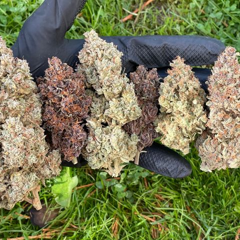 Mimosa Cake 🍰 4 - #1 - 42 Fast Buds growlog timeline photo