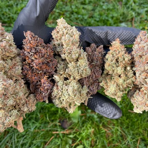 Mimosa Cake 🍰 4 - #1 - 42 Fast Buds growlog timeline photo