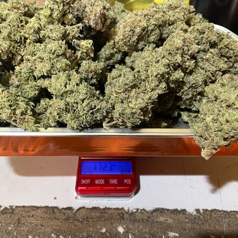 Mimosa Cake 🍰 3 - #1 - 42 Fast Buds growlog timeline photo