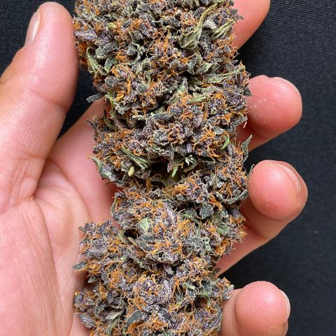 Purple Punch 🥊 2 - #1 - 42 Fast Buds growlog timeline photo