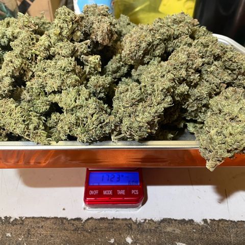 Mimosa Cake 🍰 3 - #1 - 42 Fast Buds growlog timeline photo