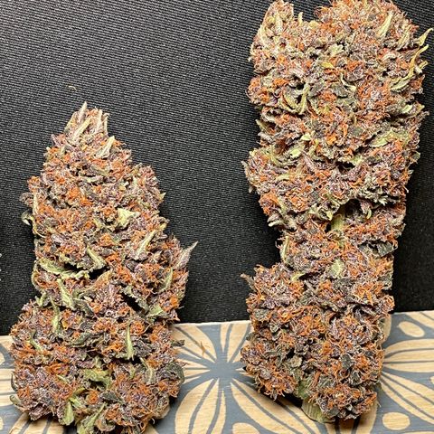 Purple Punch 🥊 2 - #1 - 42 Fast Buds growlog timeline photo