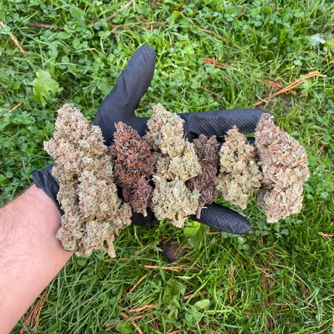 Mimosa Cake 🍰 4 - #1 - 42 Fast Buds growlog timeline photo