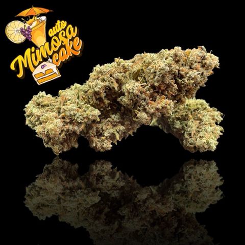 Mimosa Cake 🍰 3 - #1 - 42 Fast Buds growlog timeline photo