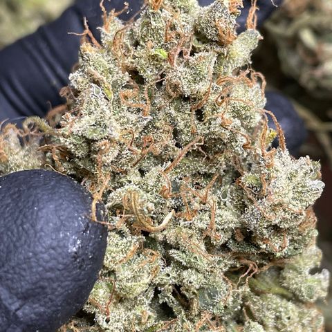 Mimosa Cake 🍰 3 - #1 - 42 Fast Buds growlog timeline photo