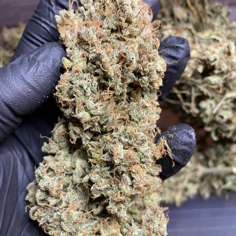 Mimosa Cake 🍰 3 - #1 - 42 Fast Buds growlog timeline photo