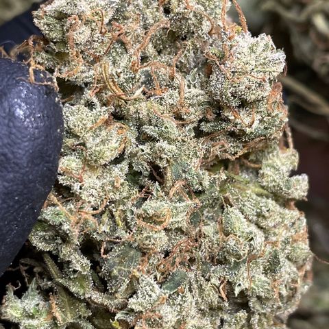 Mimosa Cake 🍰 3 - #1 - 42 Fast Buds growlog timeline photo