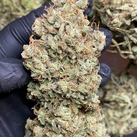 Mimosa Cake 🍰 3 - #1 - 42 Fast Buds growlog timeline photo