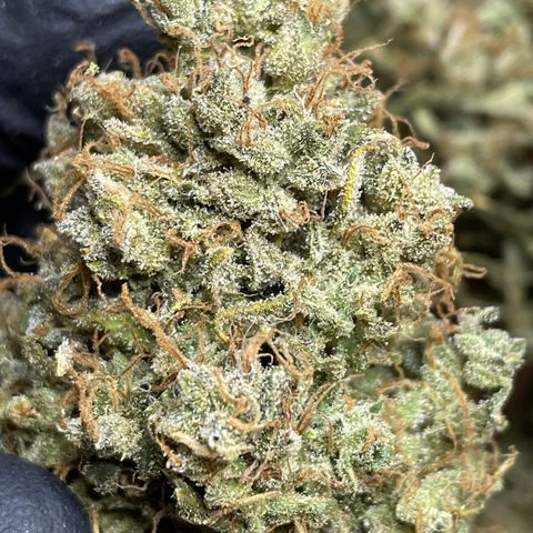 Mimosa Cake 🍰 3 - #1 - 42 Fast Buds growlog timeline photo