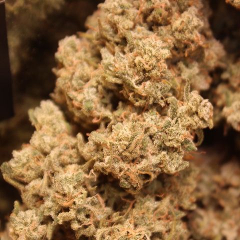 Mimosa Cake 🍰 3 - #1 - 42 Fast Buds growlog timeline photo