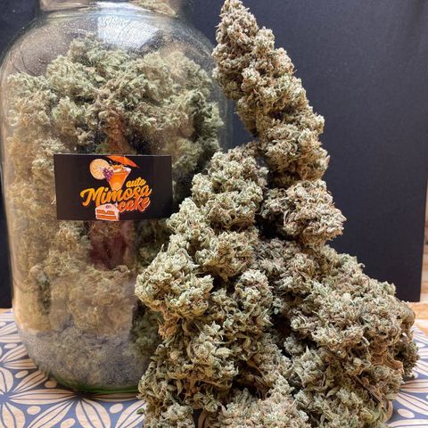 Mimosa Cake 🍰 3 - #1 - 42 Fast Buds growlog timeline photo