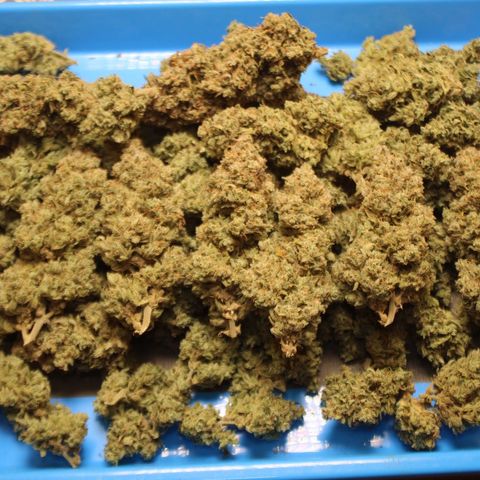 Mimosa Cake 🍰 3 - #1 - 42 Fast Buds growlog timeline photo
