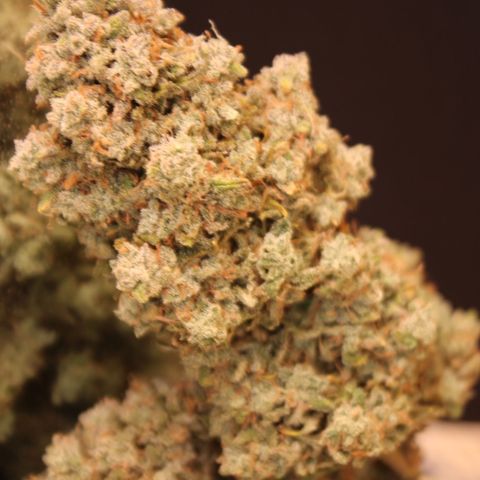 Mimosa Cake 🍰 3 - #1 - 42 Fast Buds growlog timeline photo