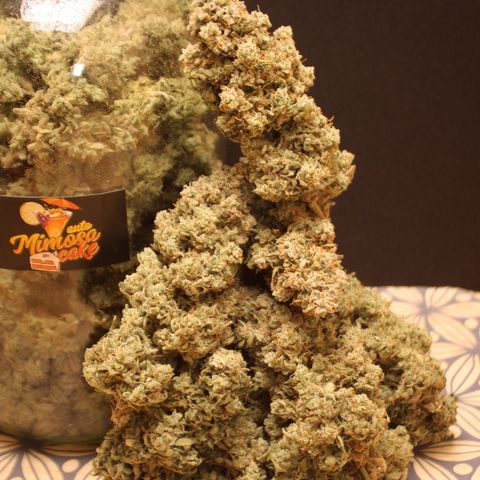 Mimosa Cake 🍰 3 - #1 - 42 Fast Buds growlog timeline photo