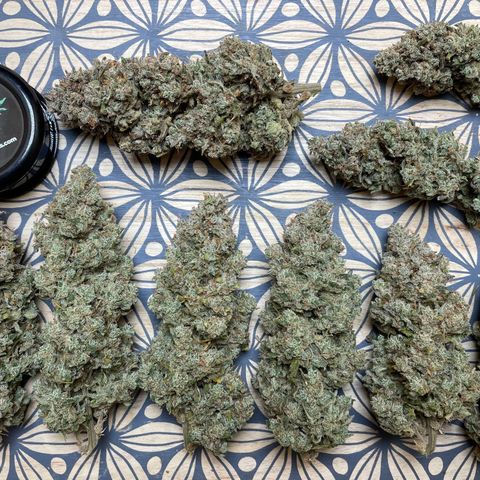 Mimosa Cake 🍰 3 - #1 - 42 Fast Buds growlog timeline photo