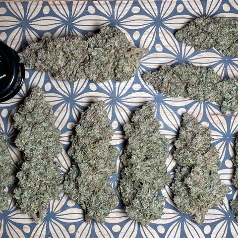 Mimosa Cake 🍰 3 - #1 - 42 Fast Buds growlog timeline photo