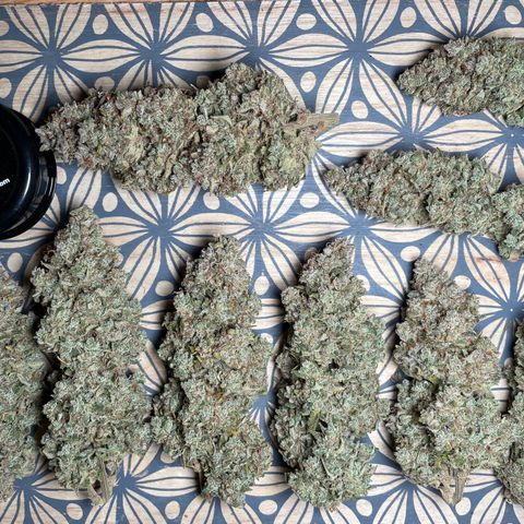 Mimosa Cake 🍰 3 - #1 - 42 Fast Buds growlog timeline photo