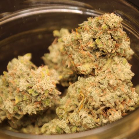 Mimosa Cake 🍰 3 - #1 - 42 Fast Buds growlog timeline photo