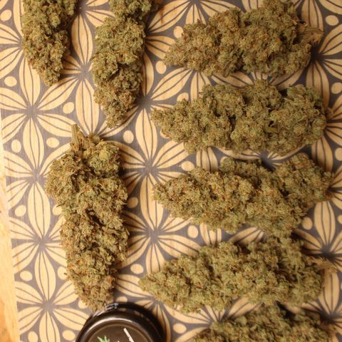 Mimosa Cake 🍰 3 - #1 - 42 Fast Buds growlog timeline photo