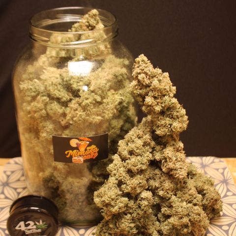 Mimosa Cake 🍰 3 - #1 - 42 Fast Buds growlog timeline photo
