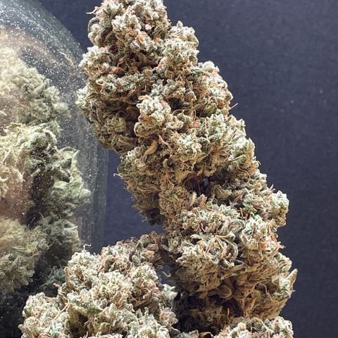 Mimosa Cake 🍰 3 - #1 - 42 Fast Buds growlog timeline photo