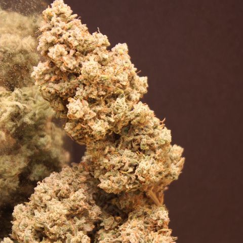 Mimosa Cake 🍰 3 - #1 - 42 Fast Buds growlog timeline photo