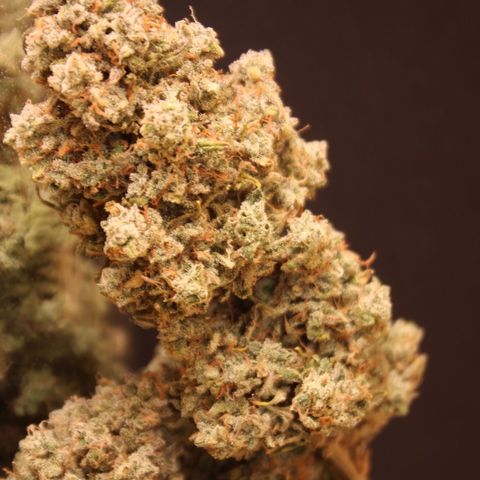 Mimosa Cake 🍰 3 - #1 - 42 Fast Buds growlog timeline photo