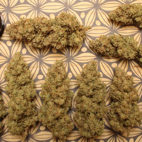 Mimosa Cake 🍰 3 - #1 - 42 Fast Buds growlog timeline photo