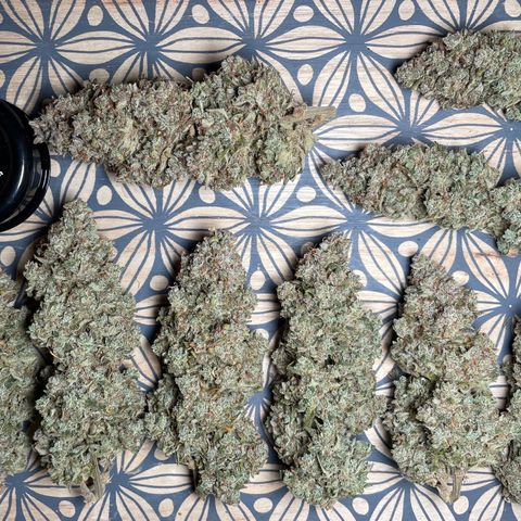 Mimosa Cake 🍰 3 - #1 - 42 Fast Buds growlog timeline photo