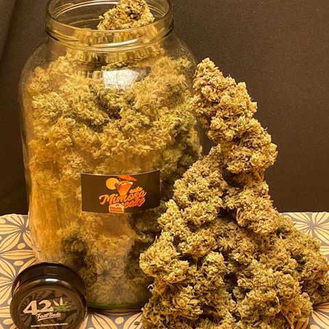 Mimosa Cake 🍰 3 - #1 - 42 Fast Buds growlog timeline photo