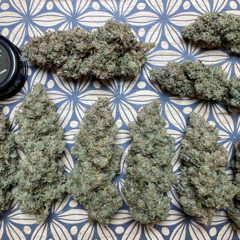 Mimosa Cake 🍰 3 - #1 - 42 Fast Buds growlog timeline photo