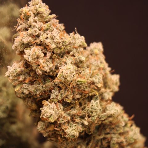 Mimosa Cake 🍰 3 - #1 - 42 Fast Buds growlog timeline photo