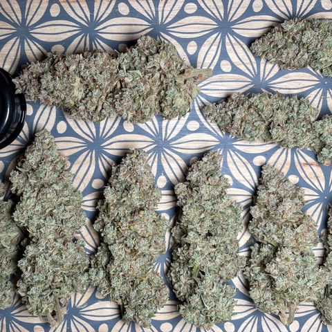 Mimosa Cake 🍰 3 - #1 - 42 Fast Buds growlog timeline photo