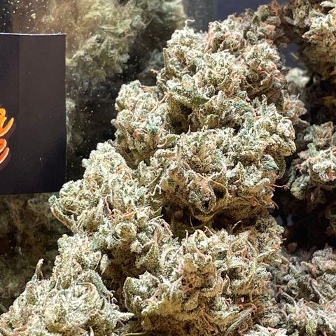 Mimosa Cake 🍰 3 - #1 - 42 Fast Buds growlog timeline photo