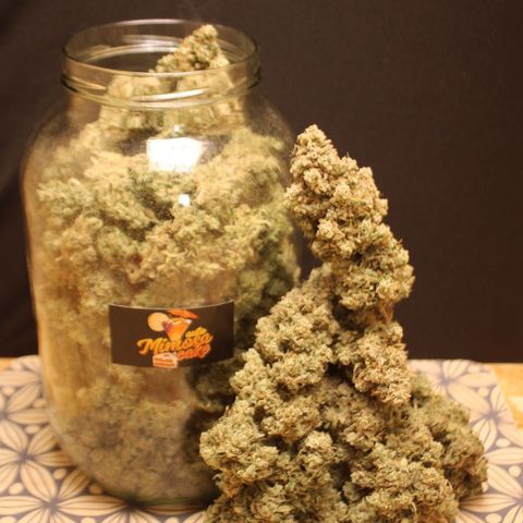 Mimosa Cake 🍰 3 - #1 - 42 Fast Buds growlog timeline photo