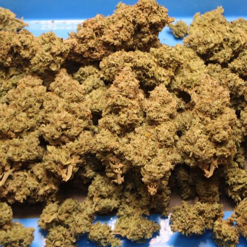 Mimosa Cake 🍰 3 - #1 - 42 Fast Buds growlog timeline photo