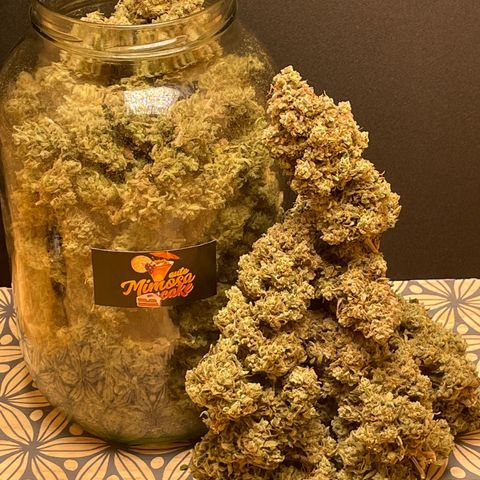 Mimosa Cake 🍰 3 - #1 - 42 Fast Buds growlog timeline photo