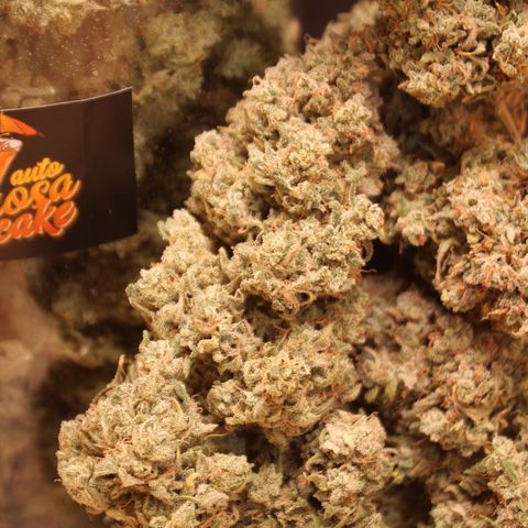 Mimosa Cake 🍰 3 - #1 - 42 Fast Buds growlog timeline photo