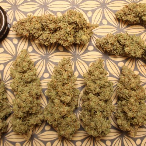 Mimosa Cake 🍰 3 - #1 - 42 Fast Buds growlog timeline photo