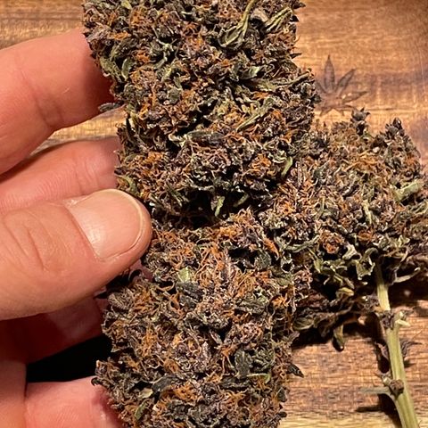 Purple Punch 🥊 2 - #1 - 42 Fast Buds growlog timeline photo