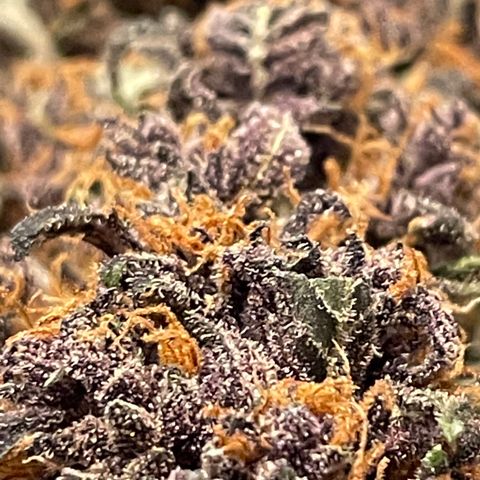 Purple Punch 🥊 2 - #1 - 42 Fast Buds growlog timeline photo
