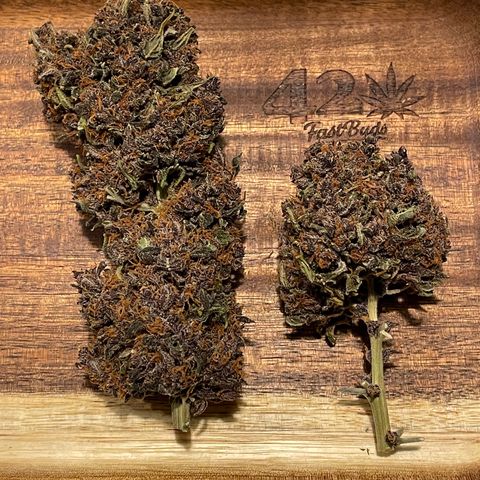 Purple Punch 🥊 2 - #1 - 42 Fast Buds growlog timeline photo