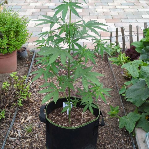 Royal Critical Automatic growlog timeline photo