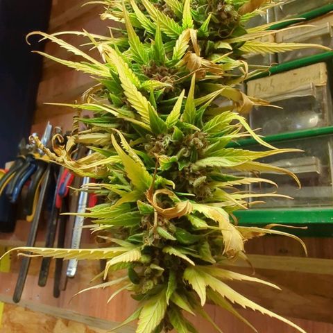 Royal Critical Automatic growlog timeline photo