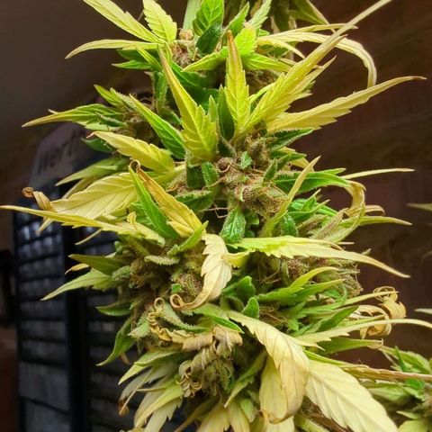 Royal Critical Automatic growlog timeline photo